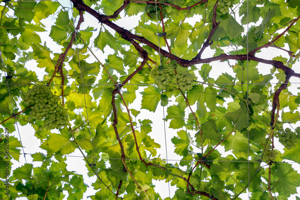 Leaves and vine branches in the backlight Leaves and vine branches in the backlight