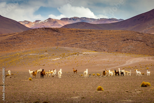 Obraz na płótnie LLama alpaca in Bolivia altiplano near Chilean atacama border, South America w salonie
