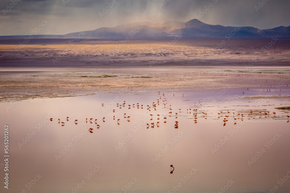 Laguna colorada, Red lake, with Flamingos and Volcanic landscape, Andes, Bolivia
