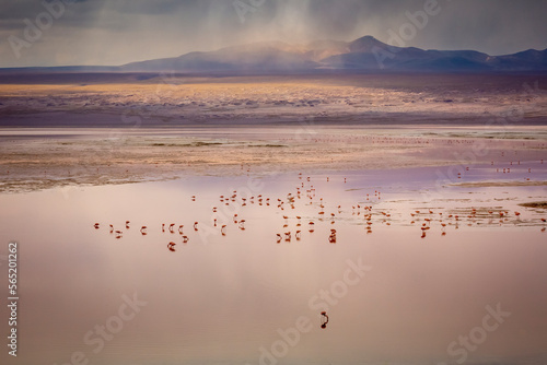 Obraz na płótnie Laguna colorada, Red lake, with Flamingos and Volcanic landscape, Andes, Bolivia w salonie