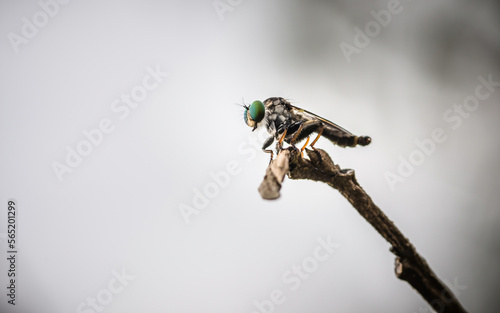Close up a robber fly on branch and nature background, Nature background, Big eye insect, Thailand.