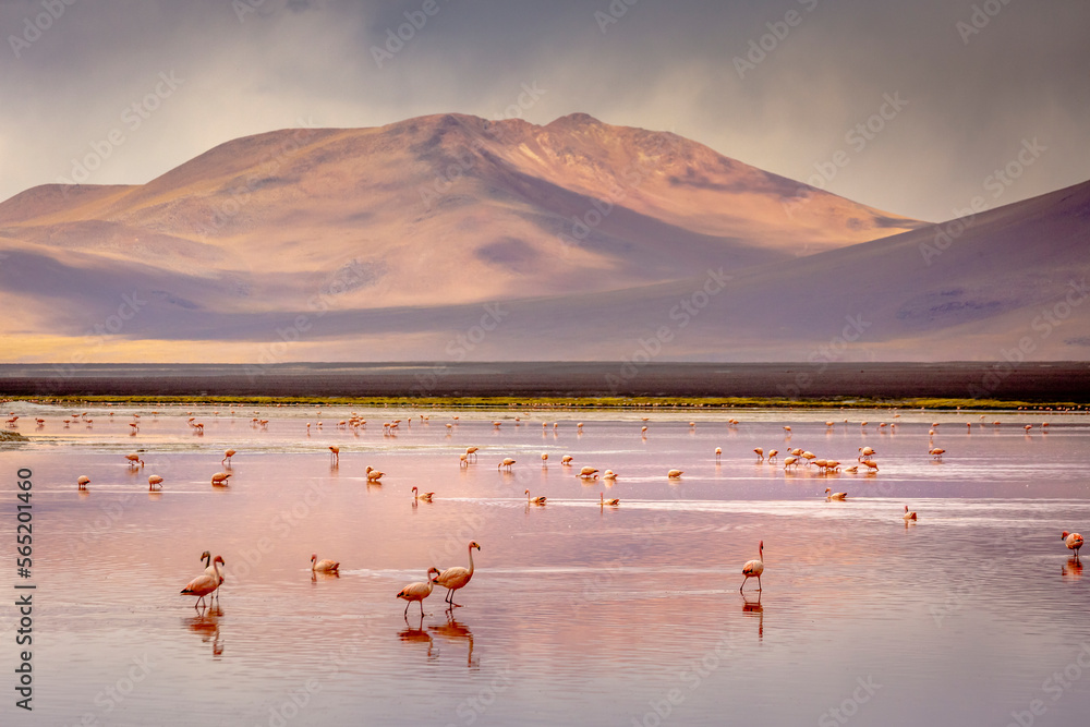 Laguna colorada, Red lake, with Flamingos and Volcanic landscape, Andes, Bolivia
