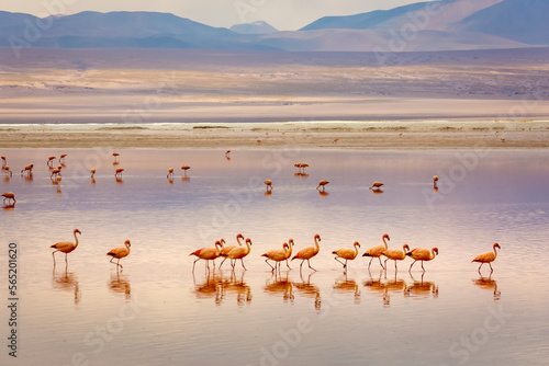 Laguna colorada, Red lake, with Flamingos and Volcanic landscape, Andes, Bolivia © Aide