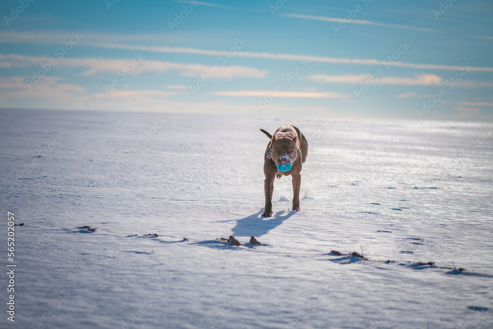 A beautiful thoroughbred American Pit Bull Terrier plays with a ball on a snowy field.