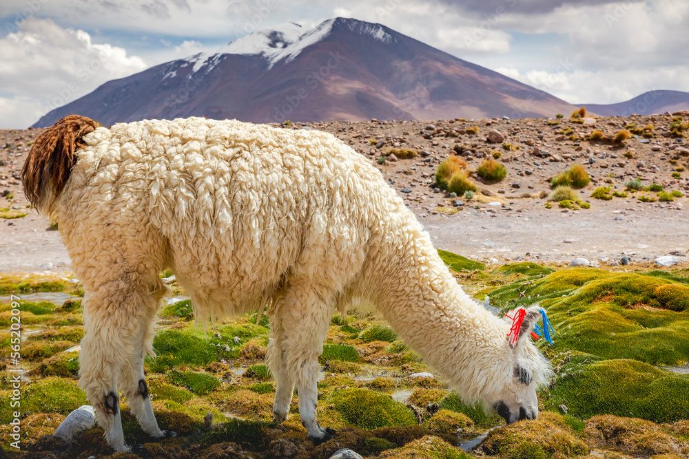 LLama alpaca in Bolivia altiplano near Chilean atacama border, South America