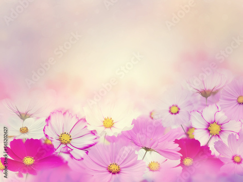 Cosmos Flowers Blossom in Garden