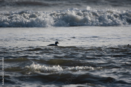 Long-tailed Duck Swimming Off the Shore of Robert Moses State Park, Suffolk County, New York
