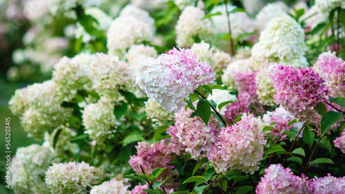 Hydrangea paniculata blooming outdoors, Vanille Fraise panicled hydrangea with pink and white flowers in summer garden