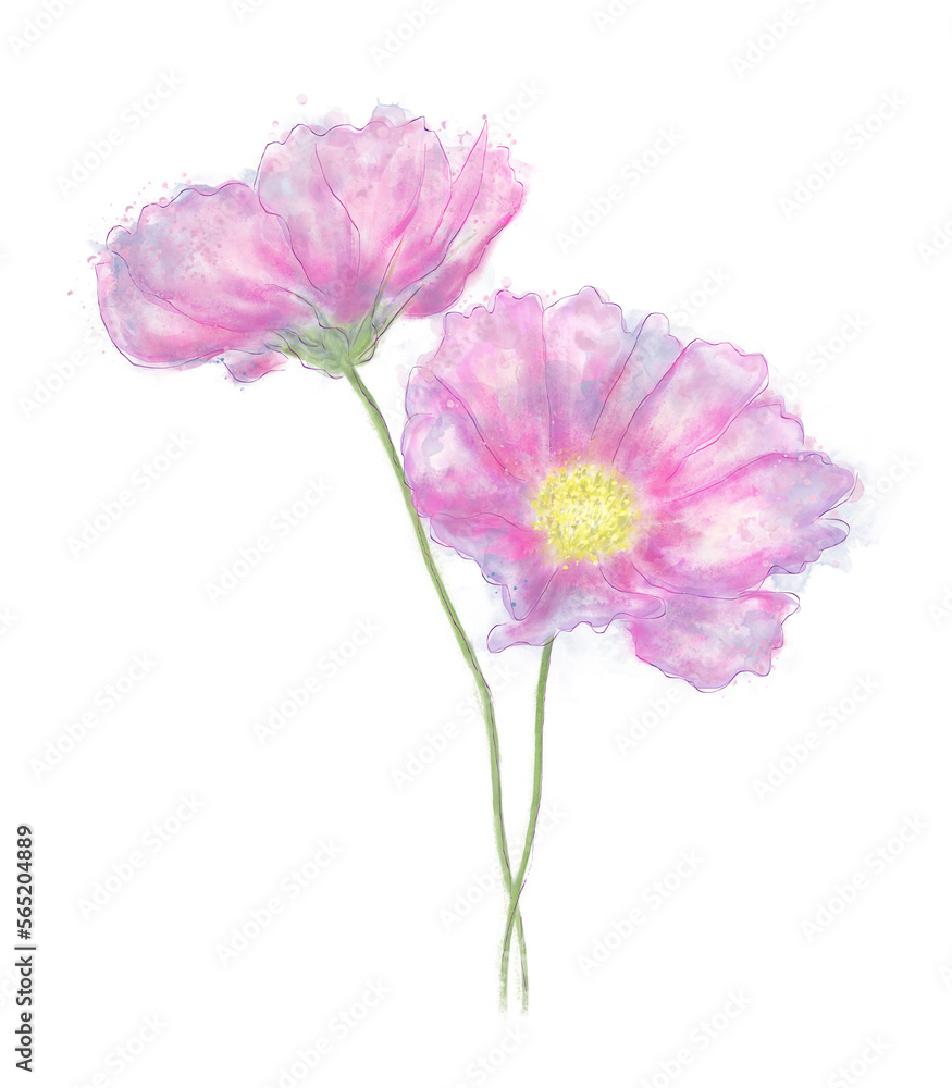 Watercolor of Cosmos Fowers on White Watercolor of Cosmos Fowers on White