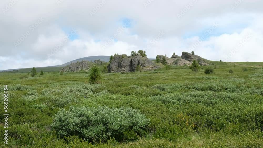 Video of stones rocks and thickets of dwarf birch Betula exilis on Altai highlands. Seminsky mountain range. Video of stones rocks and thickets of dwarf birch Betula exilis on Altai highlands. Seminsky mountain range.