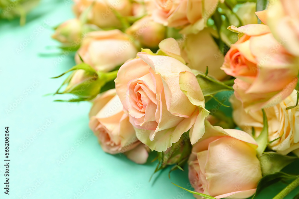 Beautiful rose flowers on color background, closeup Beautiful rose flowers on color background, closeup