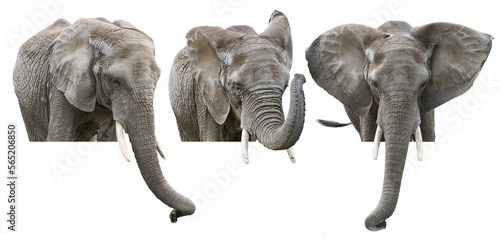 Elephants on White Background