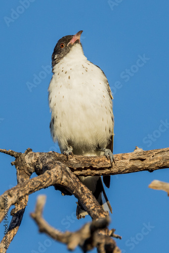 Painted Honeyeater in Victoria Australia