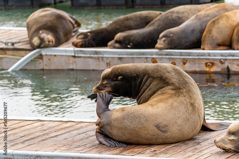 Fototapeta premium California sea lion scratching an itch. Sea lion in its natural habitat.