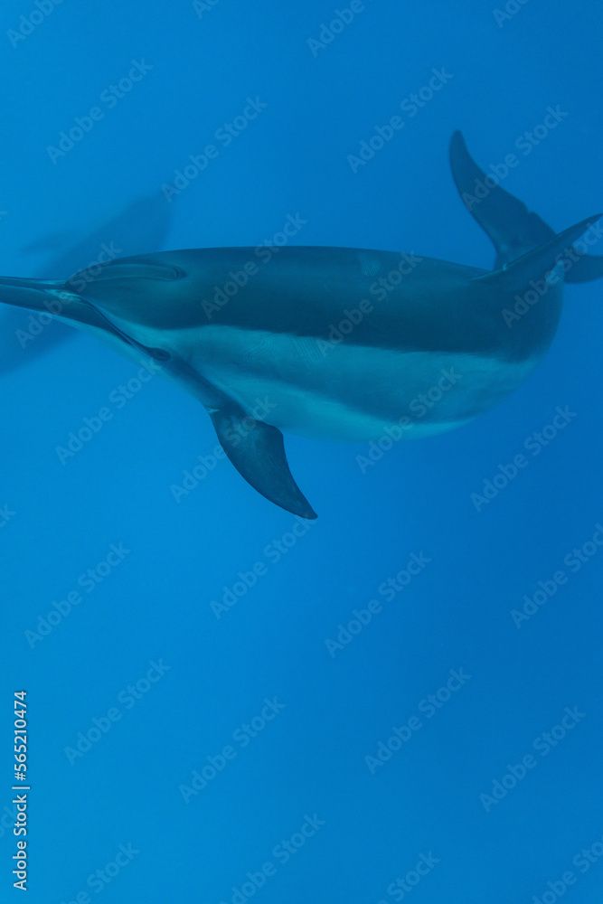 Obraz premium Dolphin