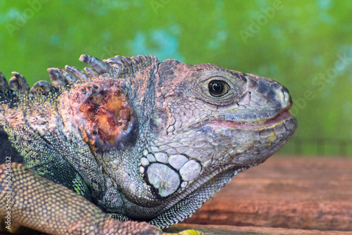 close up of iguana