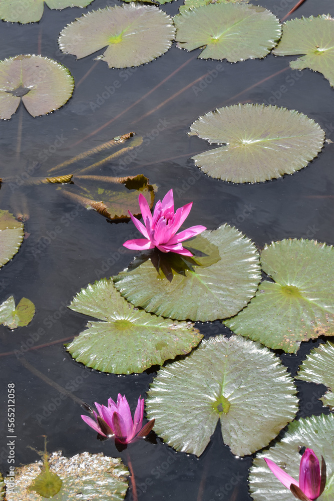 A beautiful pink waterlily or lotus flower in pond. Many blooming lotuses A beautiful pink waterlily or lotus flower in pond. Many blooming lotuses