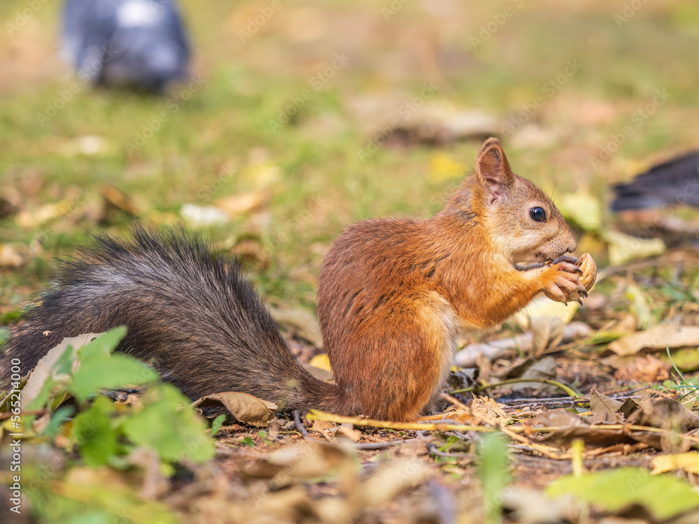 Autumn squirrel with nut sits on green grass with fallen yellow leaves Autumn squirrel with nut sits on green grass with fallen yellow leaves