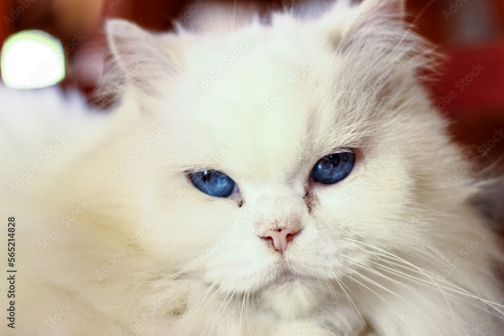 blue eyes white cat portrait