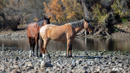 Bilde på lerret Dun buckskin mare and bay stallion next to the Salt River near Mesa Arizona Unit