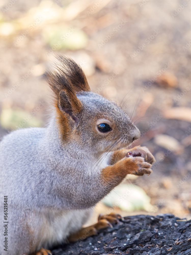 The squirrel with nut sits on tree in the autumn. Eurasian red squirrel, Sciurus vulgaris. The squirrel with nut sits on tree in the autumn. Eurasian red squirrel, Sciurus vulgaris.