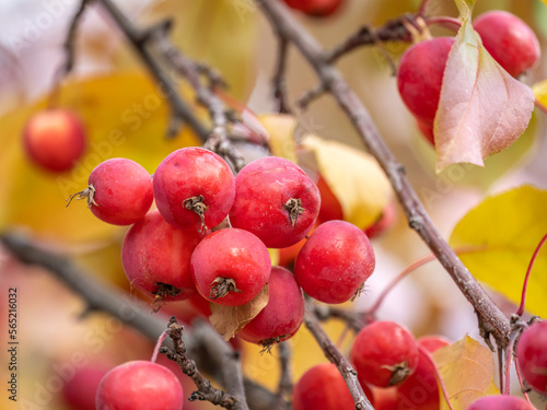 Bright red small wild apples among the yellow leaves in autumn.