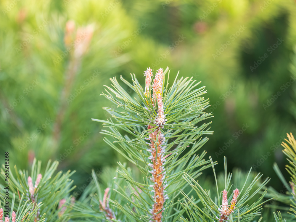 Green small pine trees with fresh shoots in spring or summer Green small pine trees with fresh shoots in spring or summer