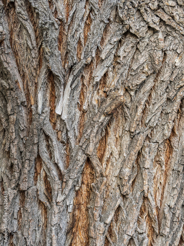 The texture of the bark of an old willow