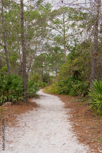Wooden path, Forest, Vegetation, path of trees, Path, Trail to the lake, Kiplinger Nature Preserve, Stuart, Florida, Path of stairs, stairs in the forest, hiking in florida