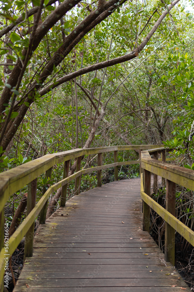 Wooden path, Wooden bridge, bridge in the forest, Forest, Vegetation, path of trees, Path, Trail to the lake, Kiplinger Nature Preserve, Stuart, Florida Wooden path, Wooden bridge, bridge in the forest, Forest, Vegetation, path of trees, Path, Trail to the lake, Kiplinger Nature Preserve, Stuart, Florida