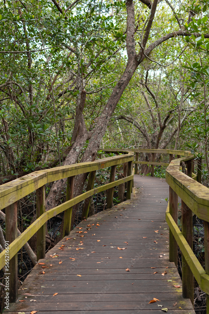 Wooden path, Wooden bridge, bridge in the forest, Forest, Vegetation, path of trees, Path, Trail to the lake, Kiplinger Nature Preserve, Stuart, Florida