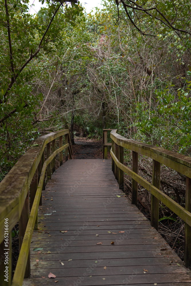 Wooden path, Wooden bridge, bridge in the forest, Forest, Vegetation, path of trees, Path, Trail to the lake, Kiplinger Nature Preserve Wooden path, Wooden bridge, bridge in the forest, Forest, Vegetation, path of trees, Path, Trail to the lake, Kiplinger Nature Preserve