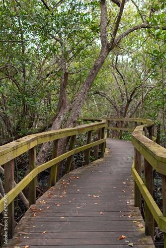 Wooden path, Wooden bridge, bridge in the forest, Forest, Vegetation, path of trees, Path, Trail to the lake, Kiplinger Nature Preserve, Stuart, Florida