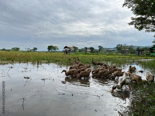 Group of ducks looking for food in the wet rice field.