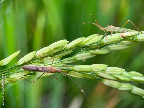 Selective focus of rice ear bug on green paddy under the sunlight with blur background. Macro photography.