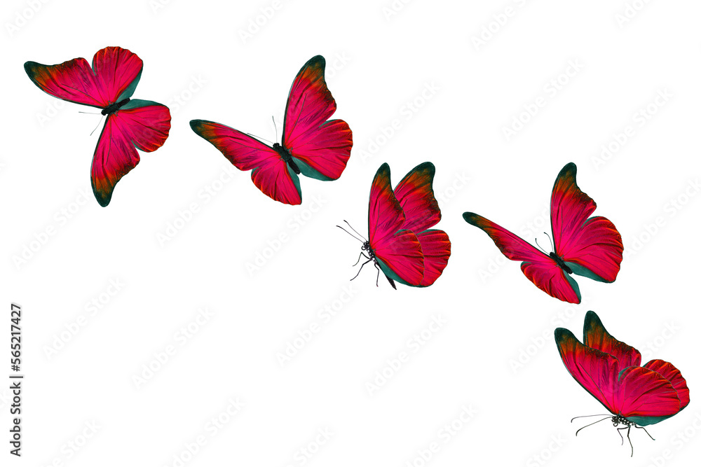 Beautiful red butterfly