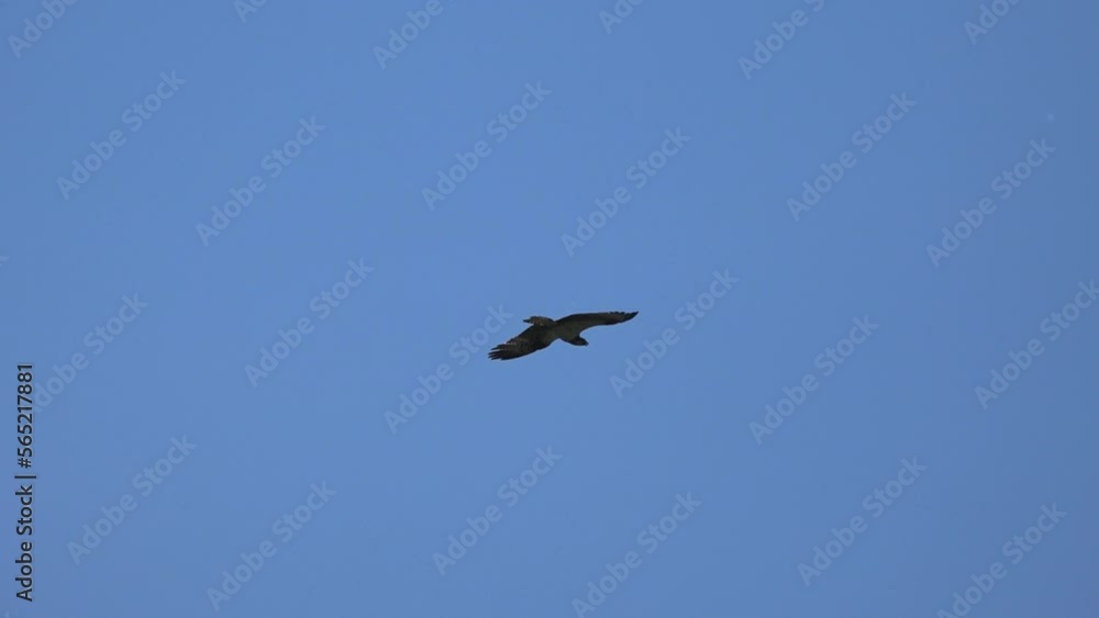 Hawk flies on a clear blue sky. Eagle-snake-eater (Circaetus gallicus, Circaetus ferox). Hawk flies on a clear blue sky. Eagle-snake-eater (Circaetus gallicus, Circaetus ferox).