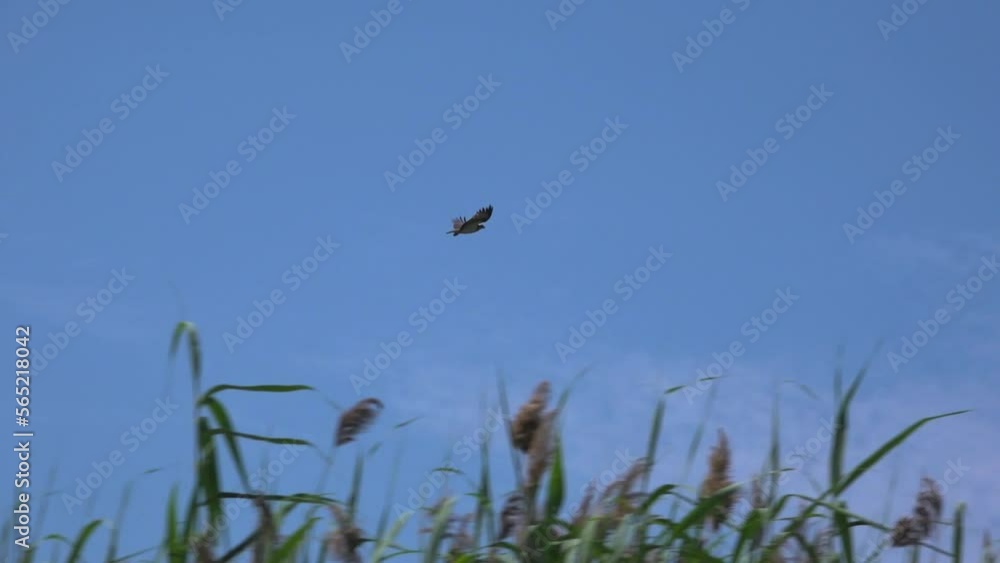 Marsh of Russia as a habitat for wading birds. Birds over swamp and reeds. Development of marshy land by birds. Marsh of Russia as a habitat for wading birds. Birds over swamp and reeds. Development of marshy land by birds.
