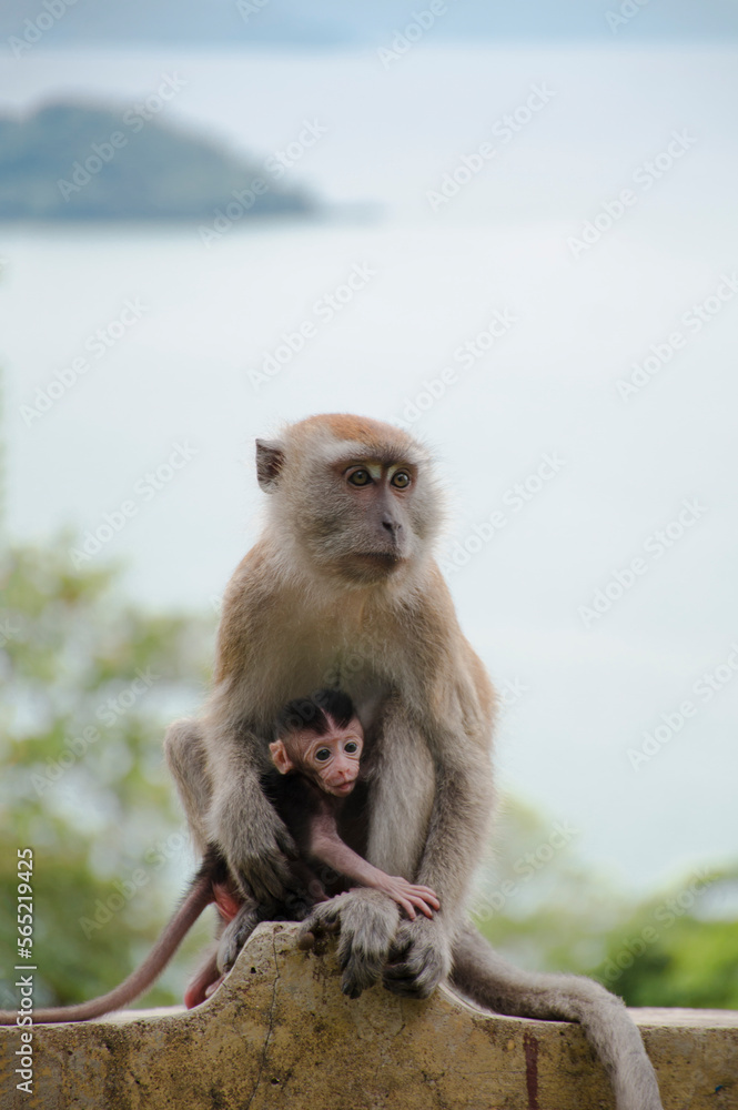 Long-tailed macaque or Macaca fascicularis mother hugging its baby while breastfeeding showing love and affection, ocean background, Padang, Indonesia (Primate day)