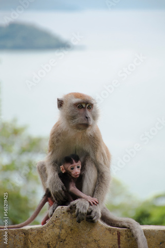 Long-tailed macaque or Macaca fascicularis mother hugging its baby while breastfeeding showing love and affection, ocean background, Padang, Indonesia (Primate day) © airel