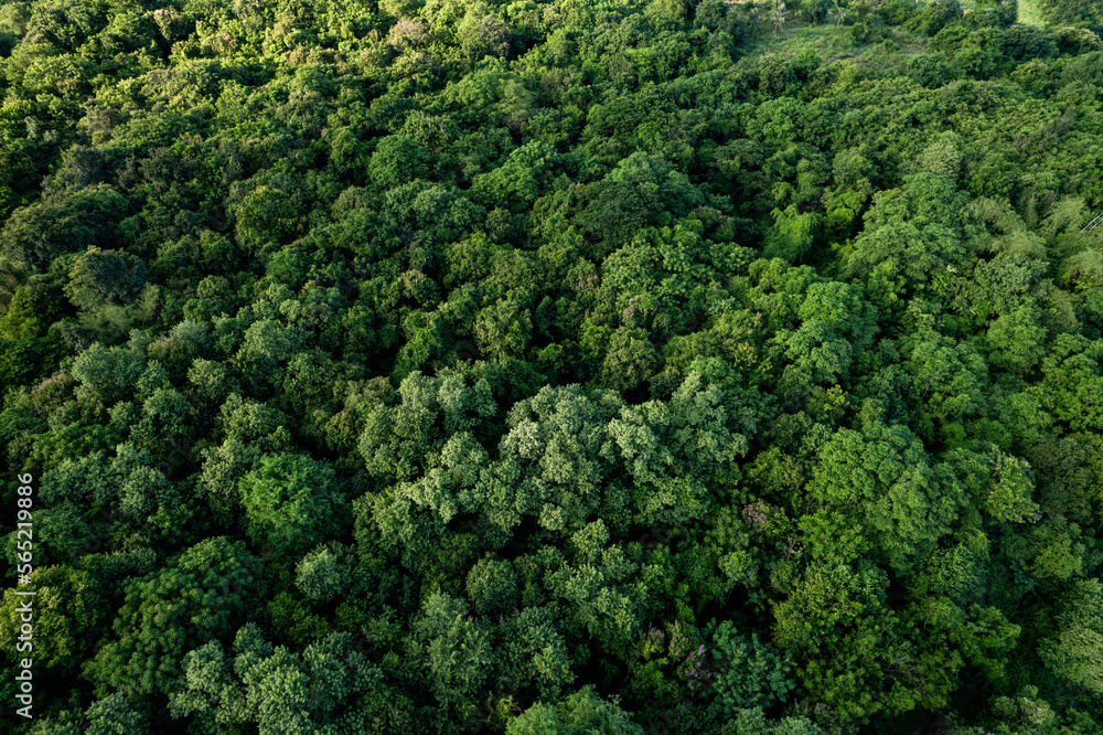 aerial view of dark green forest Abundant natural ecosystems of rainforest. Concept of nature  forest preservation and reforestation.