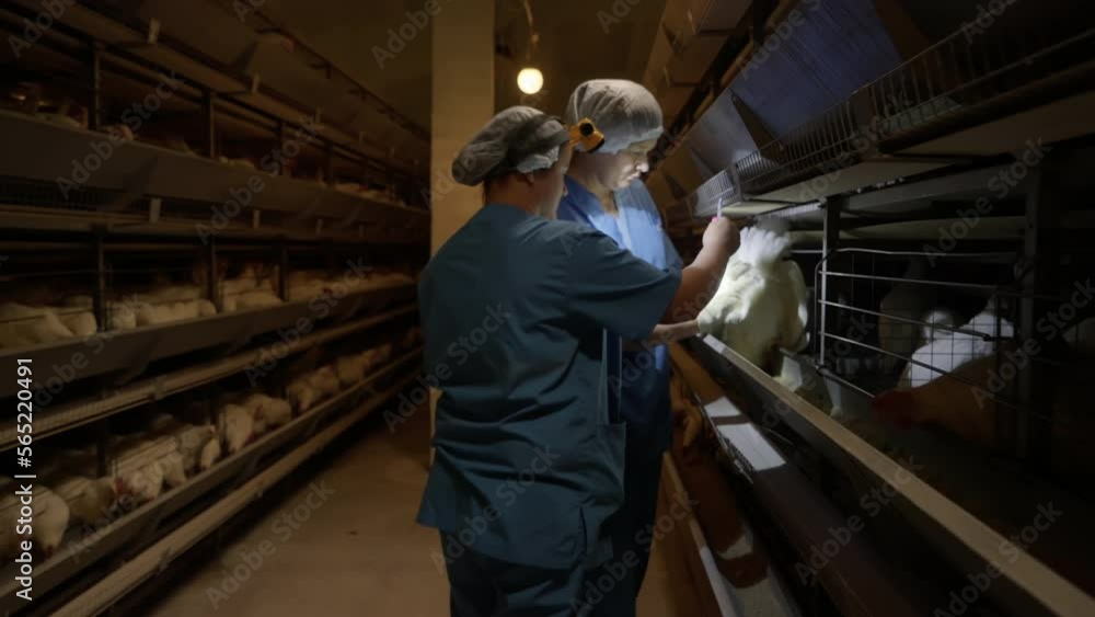 Agricultural farm worker inspecting the condition of growing poultry animals. Raising chickens for poultry industry food production at agricultural farm. Health check at an Agricultural poultry farm. Agricultural farm worker inspecting the condition of growing poultry animals. Raising chickens for poultry industry food production at agricultural farm. Health check at an Agricultural poultry farm.