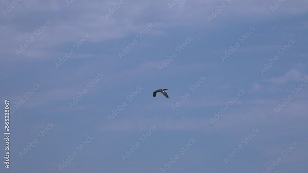 Lonely bird over swamp and reeds. Marsh of Russia as a habitat for wading birds. Development of marshy land by birds. Lonely bird over swamp and reeds. Marsh of Russia as a habitat for wading birds. Development of marshy land by birds.