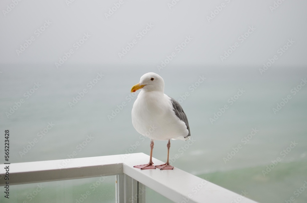 seagull on the pier