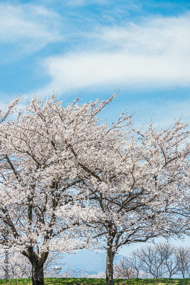 青空と満開の桜 青空と満開の桜