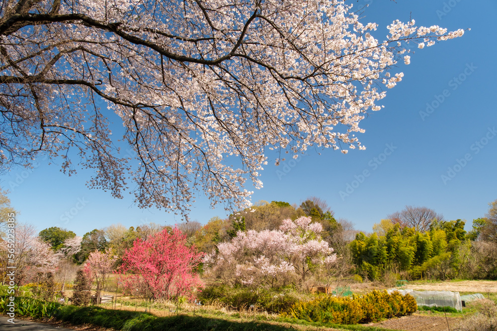 桜と梅