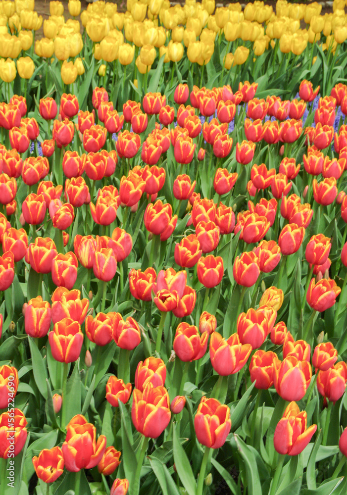 赤に黄色が混ざった花びらのチューリップが並んで咲いているク写真