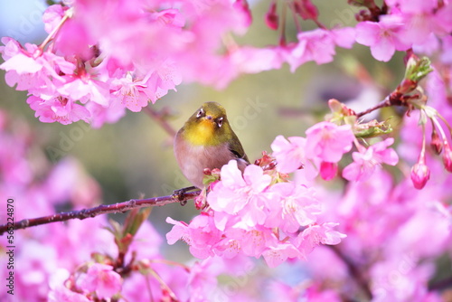 満開の桜とこっちを見つめる可愛いメジロ