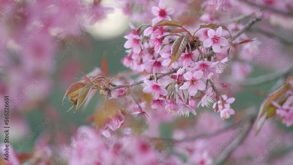 colourful, romantic, row, way, pretty, scene, home, sakura, scenic, springtime, cherry, cherry blossom, chiang, flora, floral, flower, house, nature, outdoors, pink, road, sky, aerial, beautiful, bloo colourful, romantic, row, way, pretty, scene, home, sakura, scenic, springtime, cherry, cherry blossom, chiang, flora, floral, flower, house, nature, outdoors, pink, road, sky, aerial, beautiful, bloo