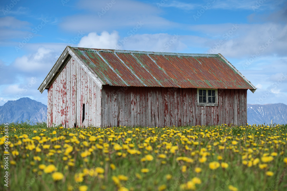 Old barn in field of flowers, Sanden, Austvågøy, Lofoten Islands, Norway Old barn in field of flowers, Sanden, Austvågøy, Lofoten Islands, Norway